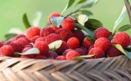 含水量高达92%，这种水果越吃皮肤越“水灵”，比西瓜还适合夏天！