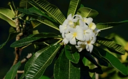 夏日养生用“三花”，槐花凉血、鸡蛋花祛湿、金银花清热，暑湿上火不烦恼！