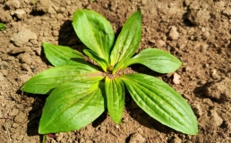 春天吃这3种野菜！养肝通便、清热祛湿，比家常菜更下饭