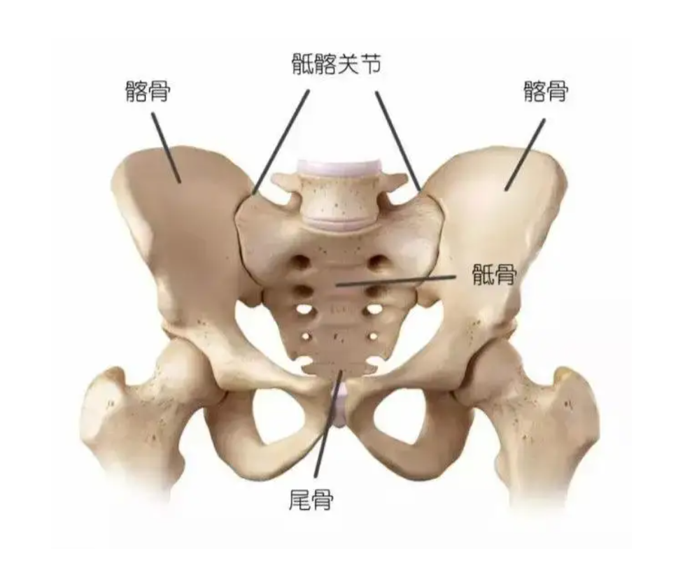 骼骨是人体哪个部位