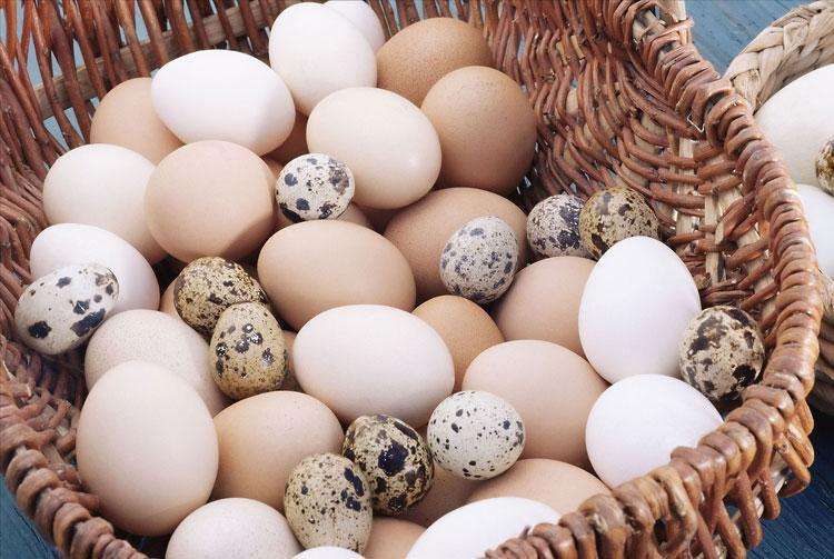 一天吃几个蛋最好？鸡蛋、鸭蛋、鹌鹑蛋，哪种更有营养？