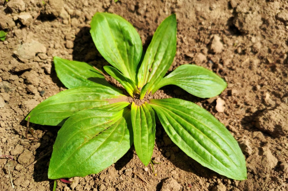 春天吃这3种野菜！养肝通便、清热祛湿，比家常菜更下饭